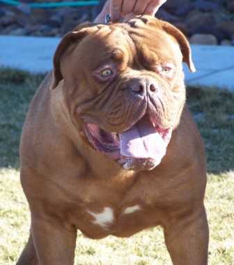 Fotus Mufassa | Olde English Bulldogge 