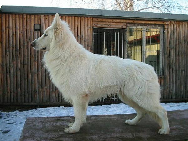 Melody Boy Miraja | White Swiss Shepherd Dog 