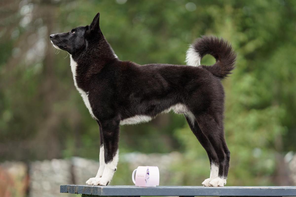 Armando Salazar Da Villa Saloia | Karelian Bear Dog 