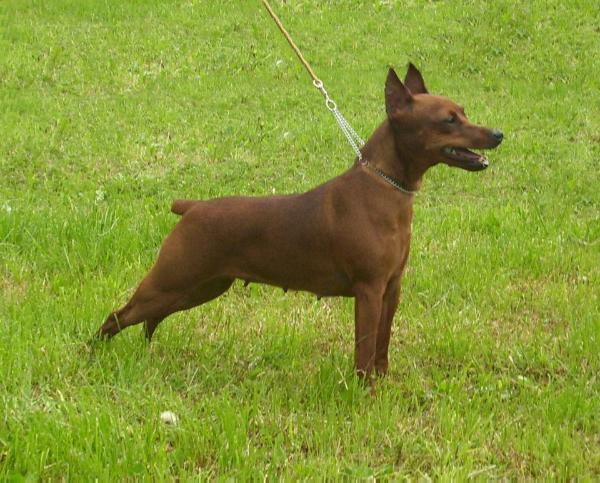 Wild Look Fantasia | Miniature Pinscher 