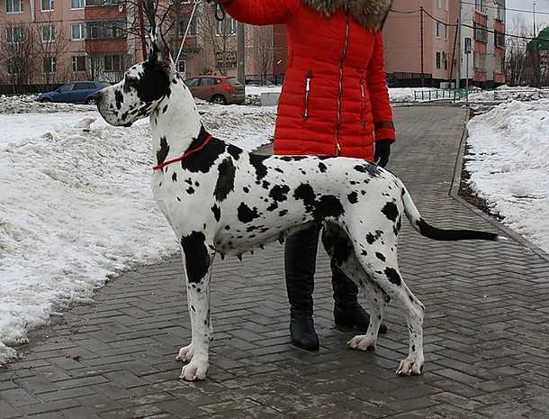 Gold Sunrise Ernestine Era | Great Dane 