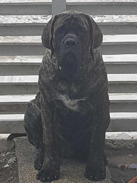 LUCA (FLORES) | Mastiff 