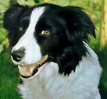 Atma Bohemia Alké | Border Collie 