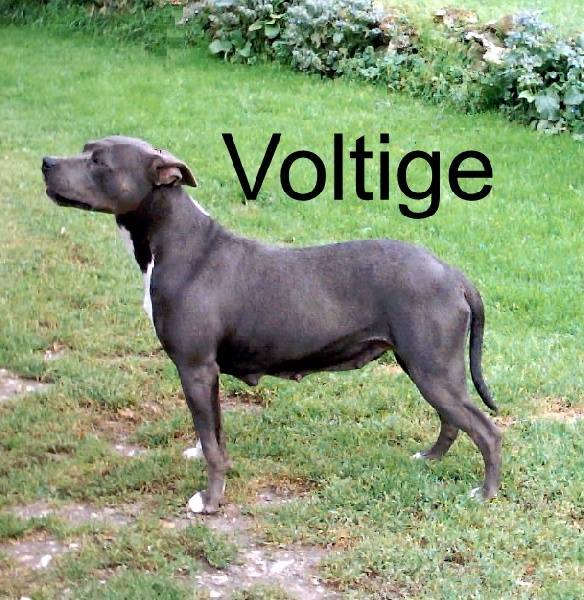 Voltige | American Staffordshire Terrier 
