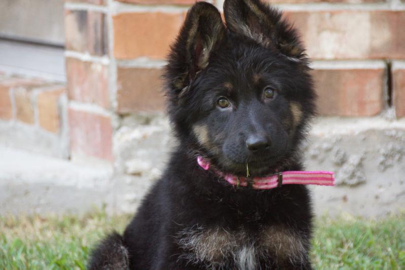 Little Foot Von Unity K | German Shepherd Dog 