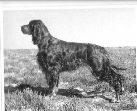 Boyers Shah at Yennadon | Gordon Setter 