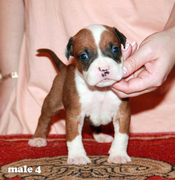 Orach Time I*m Rebel | American Staffordshire Terrier 