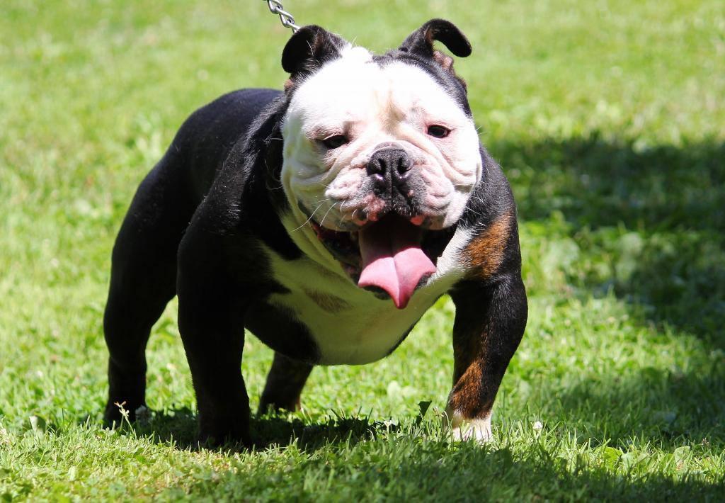 Broad St Bully's Ghost Face | Olde English Bulldogge 