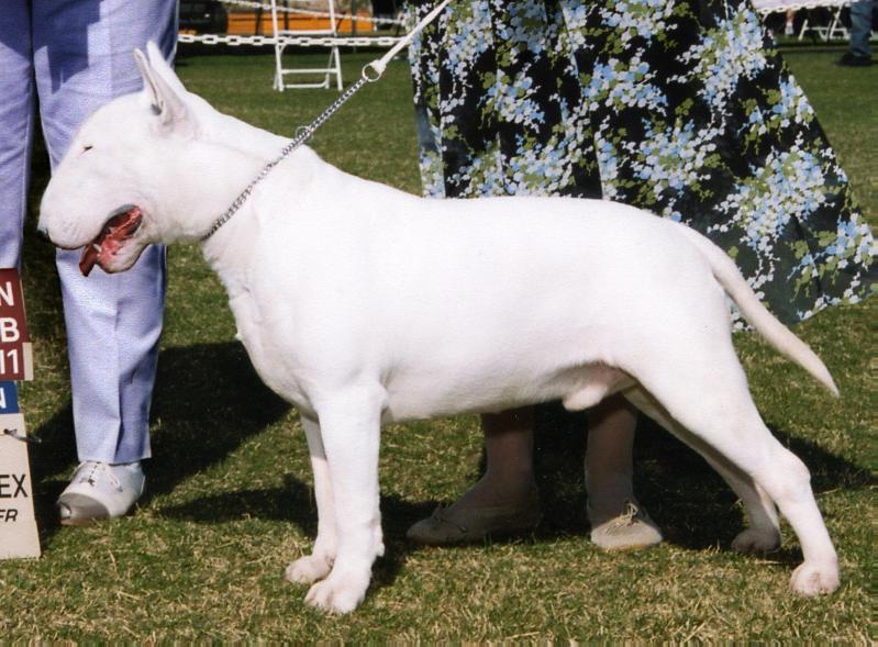 ALLEGRO ROCKSTAR | Bull Terrier 