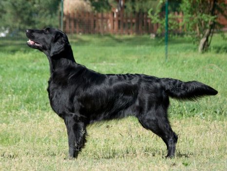 I am Eywa at Oasis of Peace | Flat-Coated Retriever 