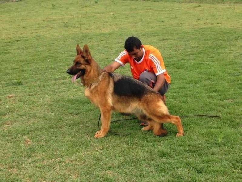 Whali Mhuramel | German Shepherd Dog 