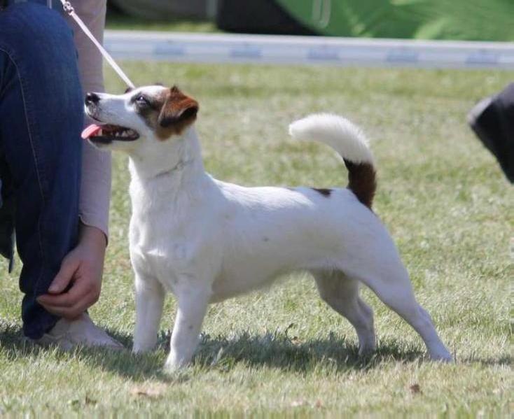 Ultra Feel The Passion | Jack Russell Terrier 