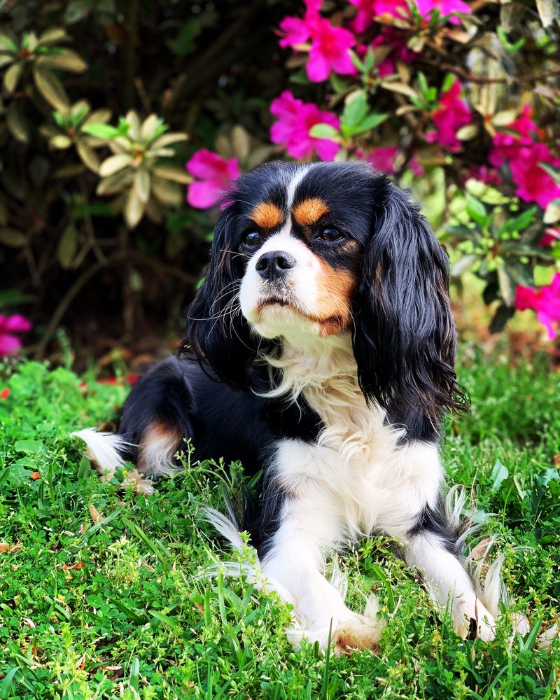 Cloverfield’s London Castsaspella | Cavalier King Charles Spaniel 