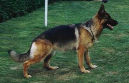 Wanda v.d. Pilsach | German Shepherd Dog 