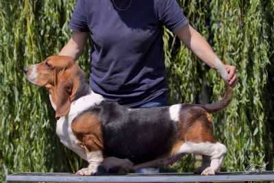 Buffobass Hush Hush at Switherland | Basset Hound 