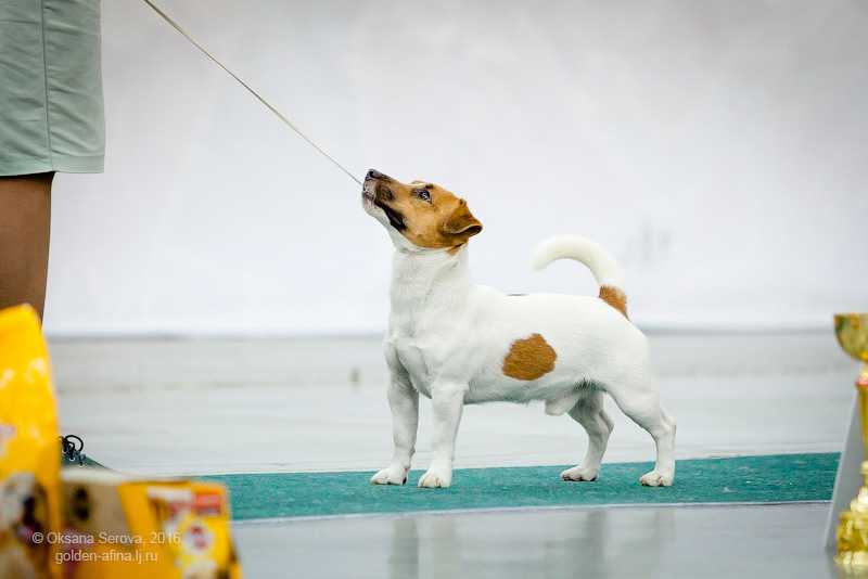 ULTRA SAGITTARIUS SIGN | Jack Russell Terrier 