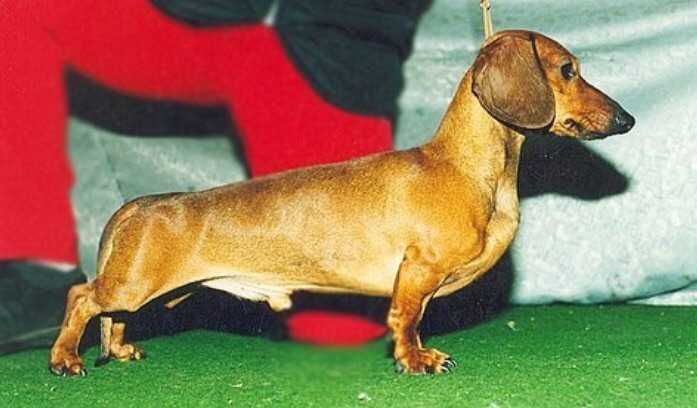 Dualis Titus | Dachshund 