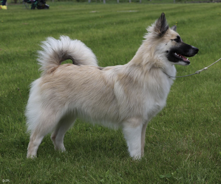 Ístjarnar Fífa | Icelandic Sheepdog 