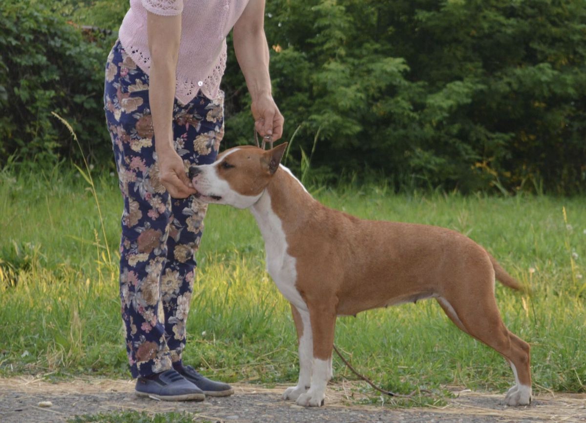 EVERIBODI LOVES ME FOR DAO-GUAN | American Staffordshire Terrier 