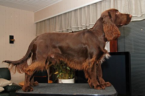 Icemint Kultakulkuri | Field Spaniel 