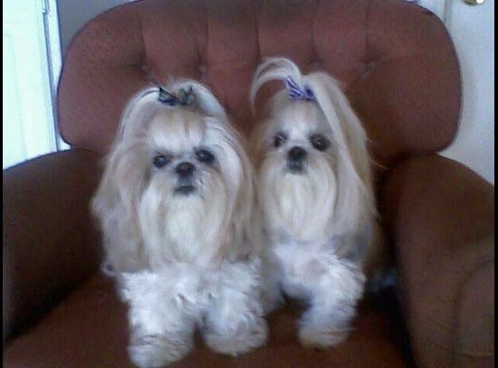 Lilly's Katie Bubbs | Shih Tzu 