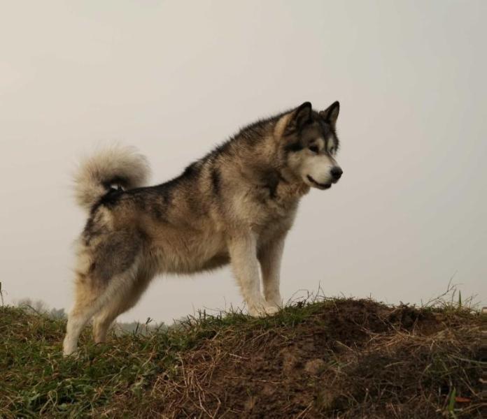 Fibienne Trpytivý sníh | Alaskan Malamute 