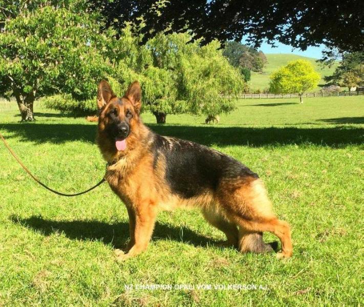 Opal vom Volkerson | German Shepherd Dog 