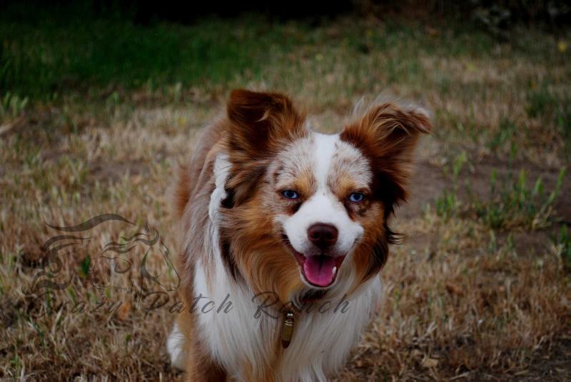 Razzcal Fires Up Destiny | Australian Shepherd 