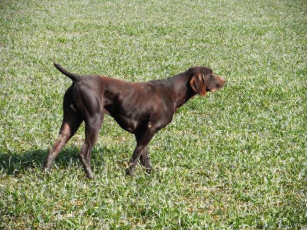 Gaby du Clos des Morandes | German Shorthaired Pointer 