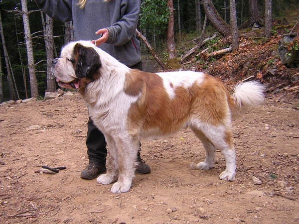 New Sage Handsome K Lasquite | Saint Bernard 