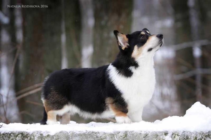 Talisman Vasilisy Latte Coffee | Pembroke Welsh Corgi 
