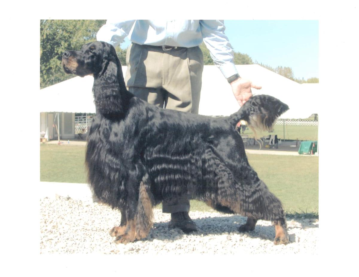 Beaconfield Bellagio Excellerator | Gordon Setter 