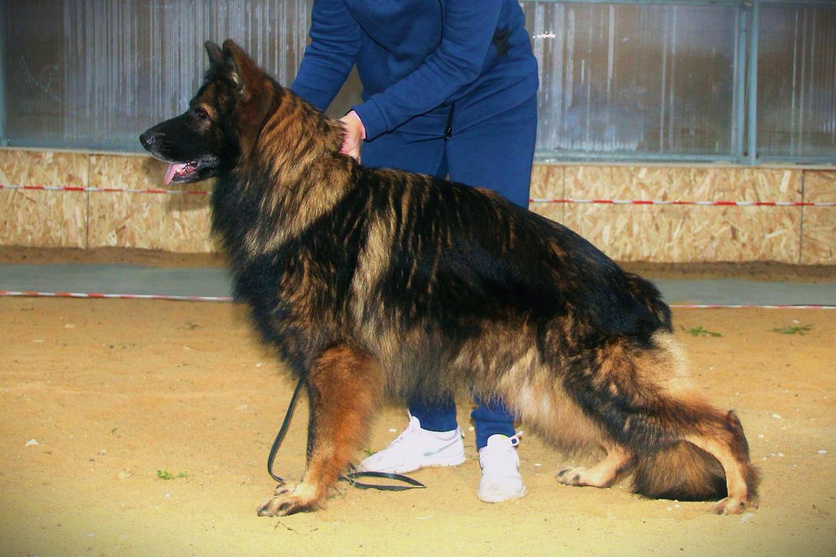 TUADASH VILSON (L-H) | German Shepherd Dog 