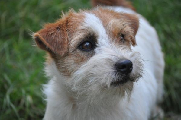 Giovanni Whitetan Of Malan's Rock | Jack Russell Terrier 