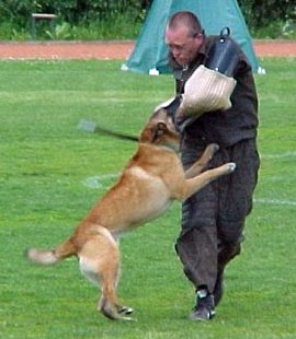 Serge des Deux Pottois | Belgian Malinois 