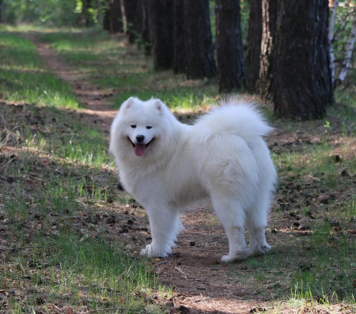 SNEZHNII RIFEI Filini | Samoyed 