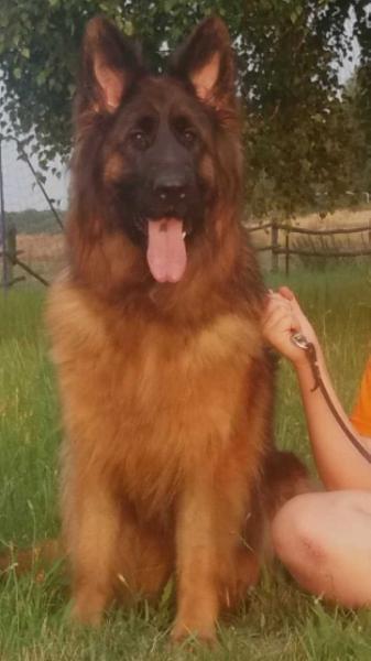 Jula z Hipolitowa | German Shepherd Dog 