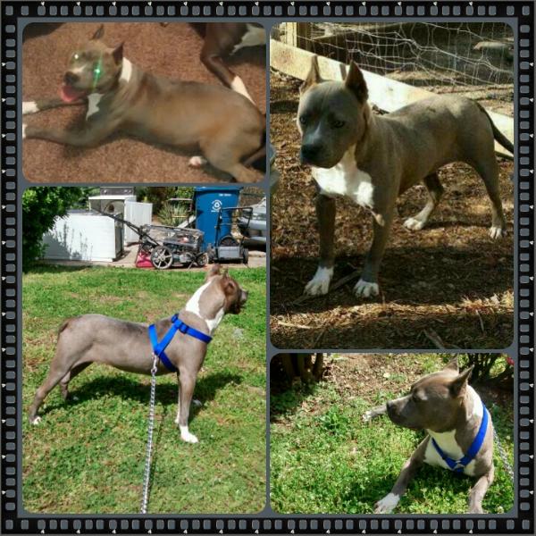 Vestal's Ice Queen | American Pit Bull Terrier 