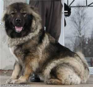 GABARA IZ VOSTOCHNOI SIBIRI | Caucasian Mountain Dog 