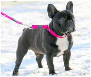 BEAUFORT LE DUC DU TERROIR DE FONTFROIDE | French Bulldog 