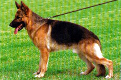 Janus vom Klostermoor | German Shepherd Dog 