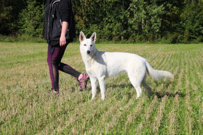 Lumotun Lemmen Lilith | White Swiss Shepherd Dog 