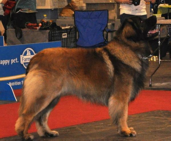 Medvebergi Maszkos Excel | Leonberger 