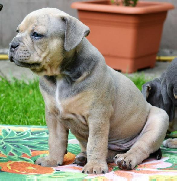 Flinstone Bulls Alwin | Olde English Bulldogge 