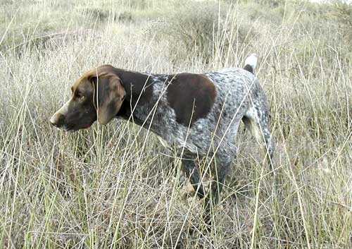 Von Hainholz Mesquite of Bhulisa (imp USA) (SKEET) | German Shorthaired Pointer 