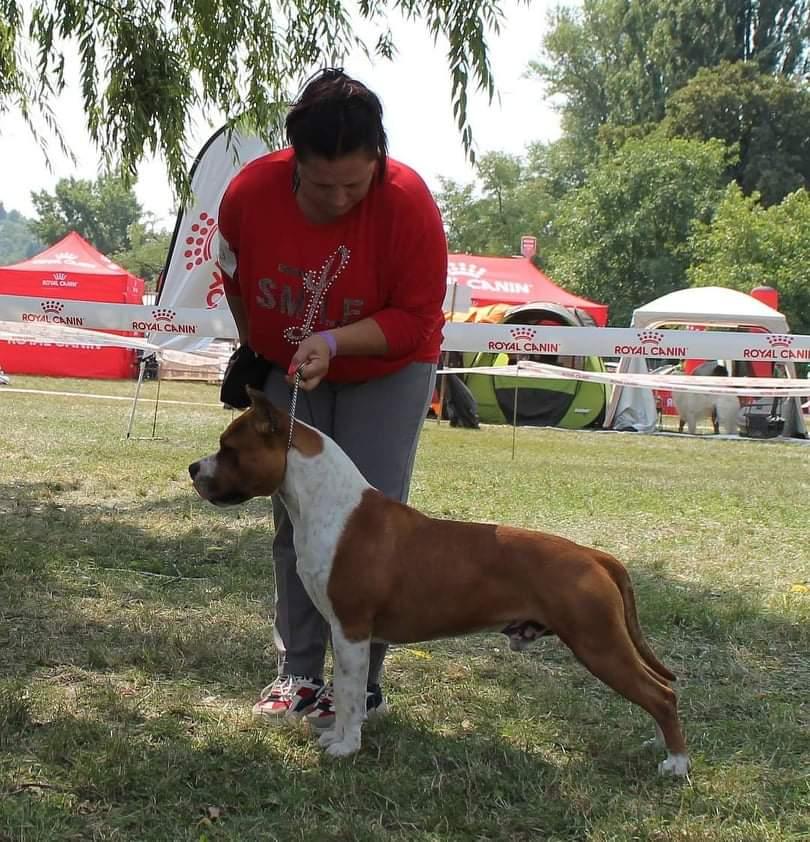 Quattro Rockstone | American Staffordshire Terrier 