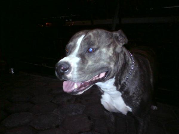 Pywy the blue dragons (Martinez) | American Staffordshire Terrier 