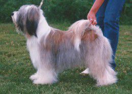 BUDOAR SILVER DOLLAR | Tibetan Terrier 