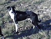 McCallums Sledge ABC 52207 | Border Collie 