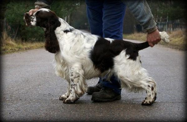 Charm and Passion Avendesora | English Springer Spaniel 